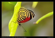  89 Butterfly (Diaethria euclides), Sierra Nevada de Santa Marta � Janet Zinn 2014