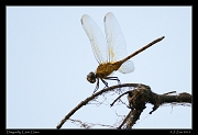 Dragonfly, Cano Clarin � Janet Zinn 2014