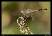  Dragonfly, Minca � Janet Zinn 2014