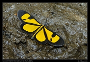  Geometer moth, Ennominae sp. Sierra Nevada de Santa Marta � Janet Zinn 2014