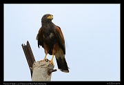  Harris's Hawk, Los Flamencos National Park, Riohacha � Janet Zinn 2014