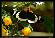  Eleucheria Longwing (Heliconius eleuchia) Sierra Nevada de Santa Marta � Janet Zinn 2014