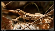  Lizard, Minca  � Janet Zinn 2014