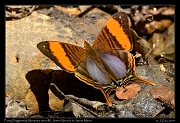  Pansy Daggerwing (Marpesia marcella), Sierra Nevada de Santa Marta � Janet Zinn 2014