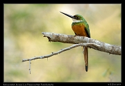  Rufous-tailed Jacamar, Los Flamencos National Park, Riohacha � Janet Zinn 2014