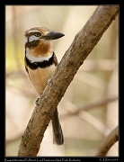  Russet-throated Puffbird, Los Flamencos National Park, Riohacha � Janet Zinn 2014
