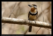  Russet-throated Puffbird, Los Flamencos National Park, Riohacha � Janet Zinn 2014