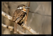  Russet-throated Puffbird, Los Flamencos National Park, Riohacha � Janet Zinn 2014