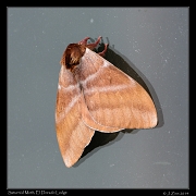  Saturniid Moth, pos. Dirphia somniculosa, El Dorado Lodge � Janet Zinn 2014