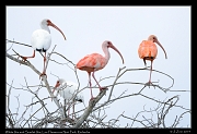  White Ibis and Scarlet Ibis, Los Flamencos National Park, Riohacha � Janet Zinn 2014