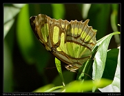 Malachite (Siproeta stelenes), Sierra Nevada de Santa Marta � Janet Zinn 2014