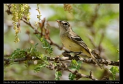 Slender-billed Tyrannulet, Los Flamencos National Park, Riohacha � Janet Zinn 2014