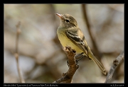  Slender-billed Tyrannulet, Los Flamencos National Park, Riohacha � Janet Zinn 2014