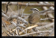  Tocuyo Sparrow, Los Flamencos National Park, Riohacha � Janet Zinn 2014