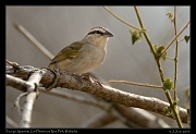  Tocuyo Sparrow, Los Flamencos National Park, Riohacha � Janet Zinn 2014