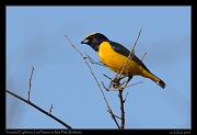  Trinidad Euphonia, Los Flamencos National Park, Riohacha � Janet Zinn 2014