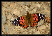  Vanessa myrinna, Sierra Nevada de Santa Marta � Janet Zinn 2014