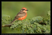  Vermilion Flycatcher (molting male), Los Flamencos National Park, Riohacha � Janet Zinn 2014