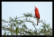  Vermilion Cardinal, Los Flamencos National Park, Riohacha � Janet Zinn 2014