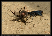  Wasp with Tarantula, Sierra Nevada de Santa Marta � Janet Zinn 2014