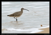  Whimbrel, Los Flamencos National Park, Riohacha � Janet Zinn 2014