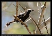  White-fringed Antwren, Los Flamencos National Park, Riohacha � Janet Zinn 2014