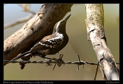  White-fringed Antwren, Los Flamencos National Park, Riohacha � Janet Zinn 2014