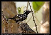  White-fringed Antwren, Los Flamencos National Park, Riohacha � Janet Zinn 2014