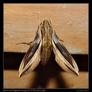  Sphinx moth (Xylophanes pyrrhus), El Dorado Lodge, Sierra Nevada de Santa Marta � Janet Zinn 2014