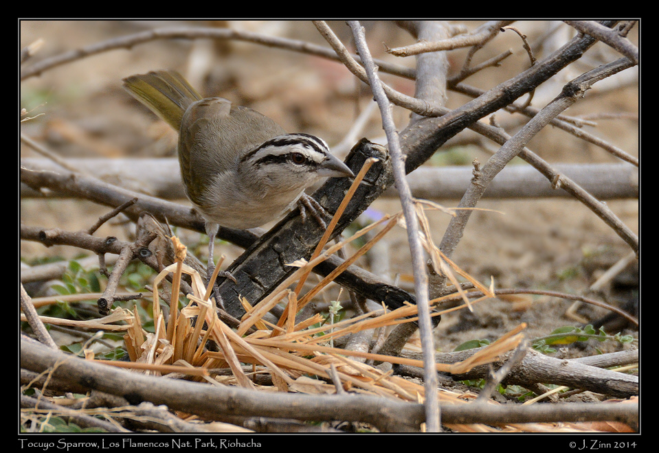 tocuyo_sparrow_2048a