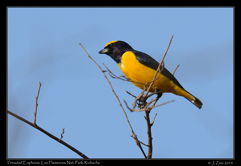 trinidad_euphonia_1288a