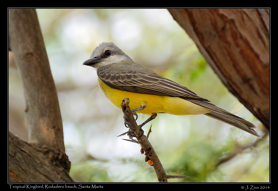 tropical_kingbird_1927a