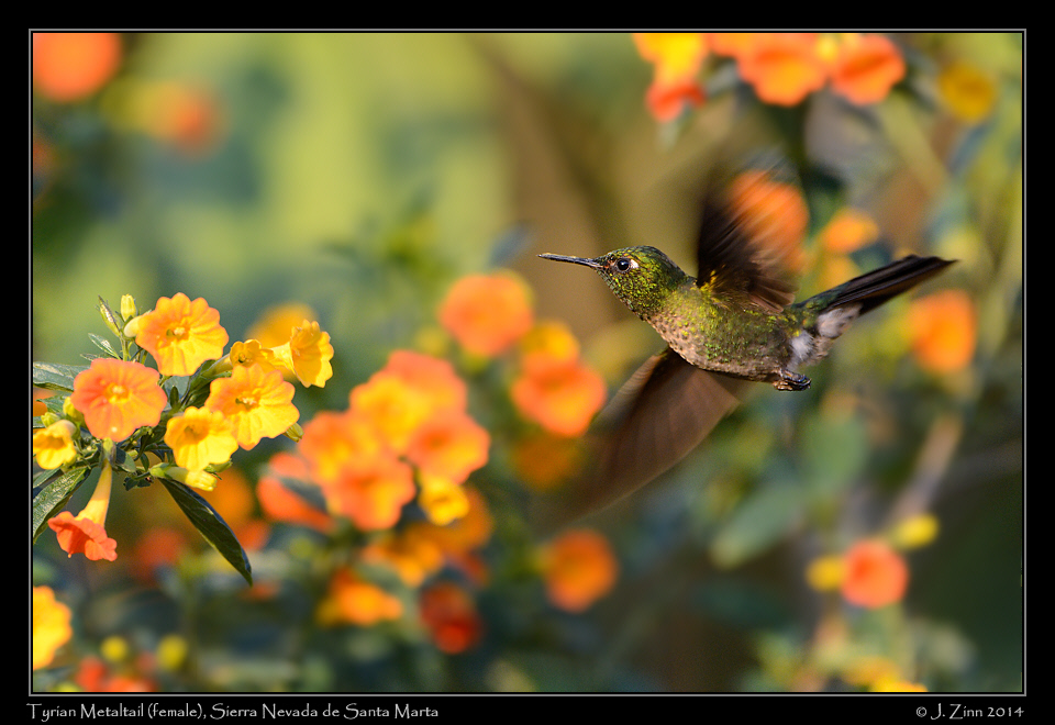 tyrian_metaltail_0211a