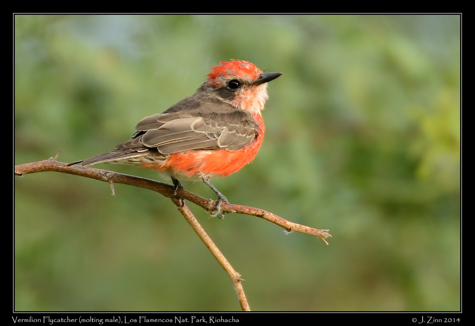 vermilion_flycatcher_1900b