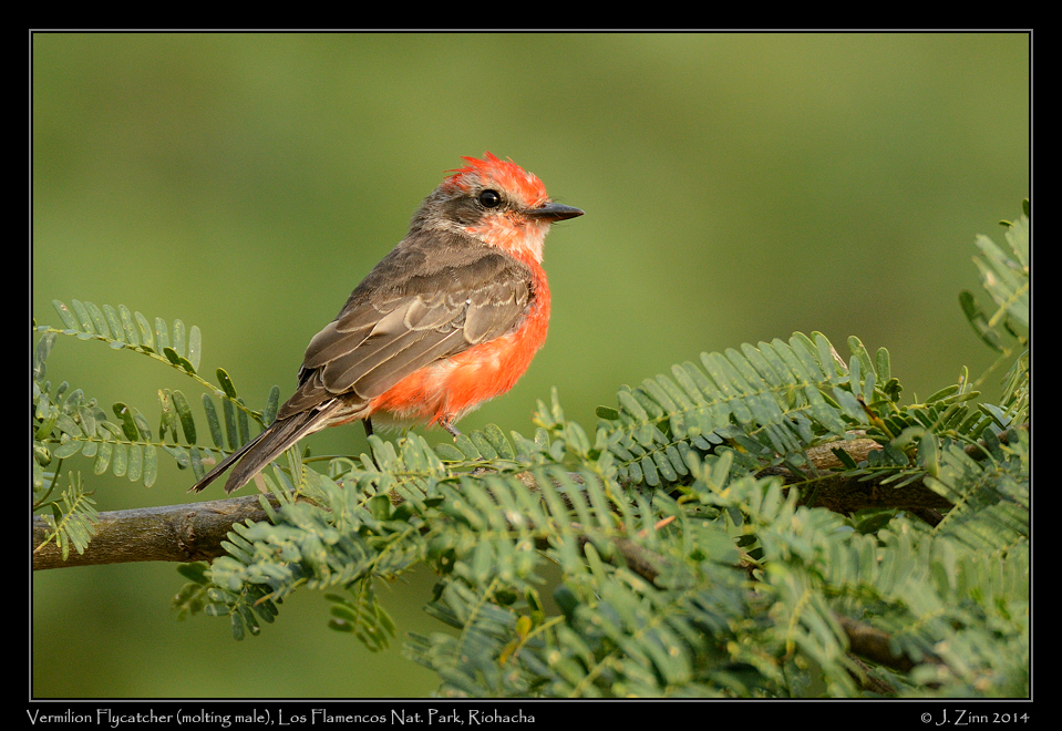 vermilion_flycatcher_1961b