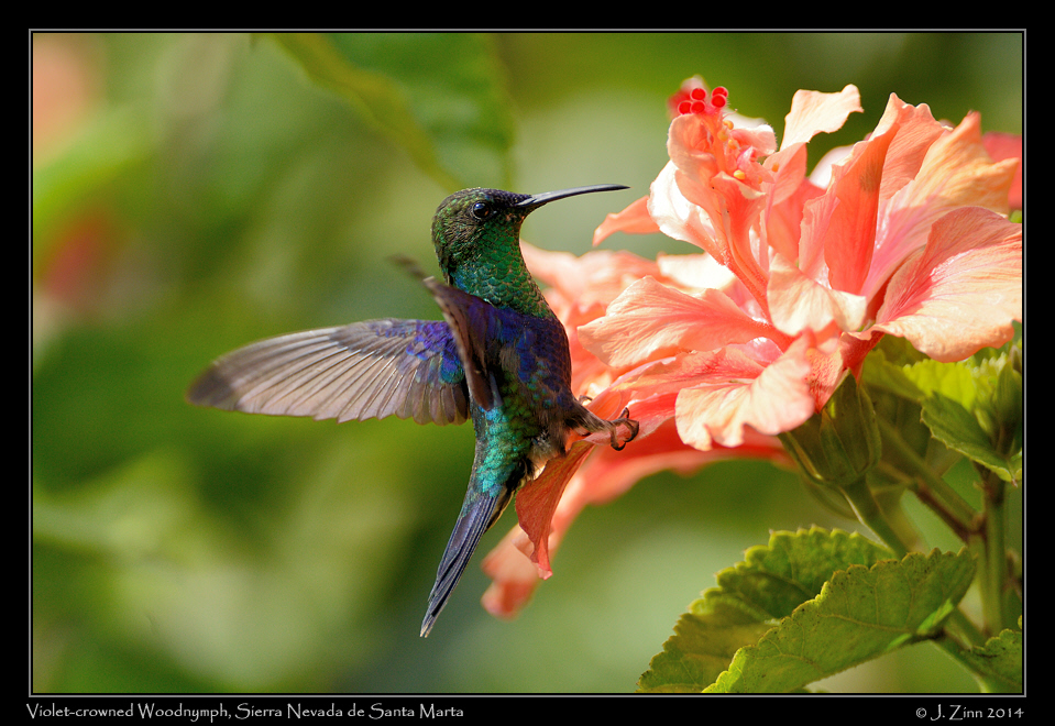 violet_crowned_woodnymph_0125a