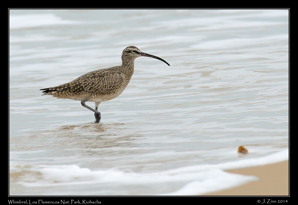 whimbrel_2129a