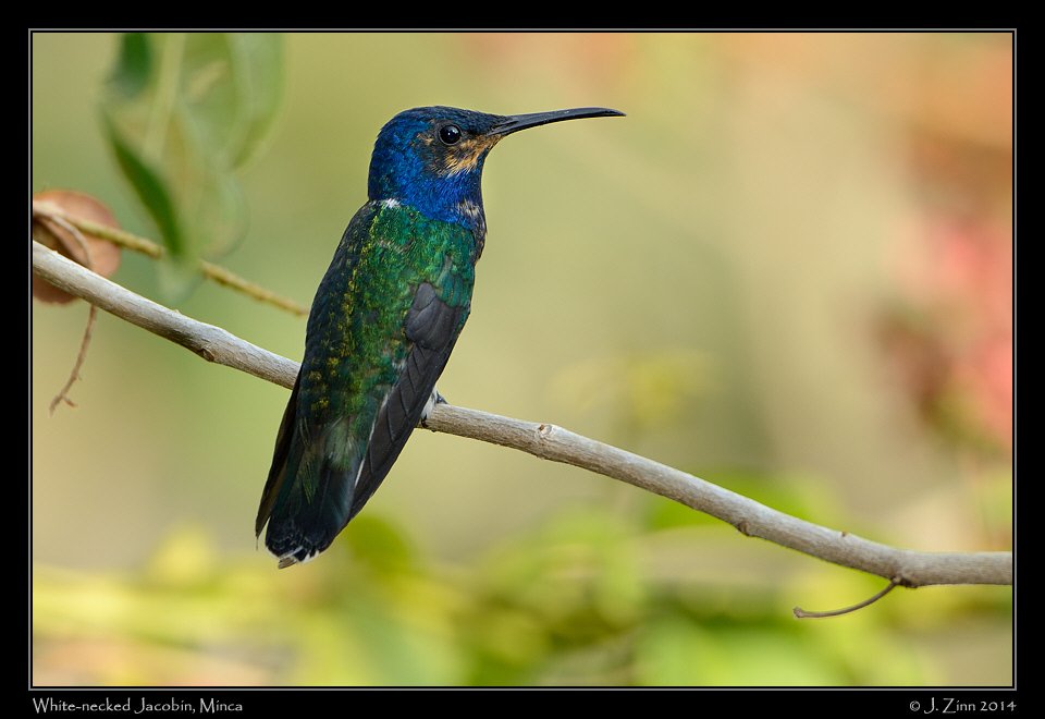 white_necked_jacobin_1189a
