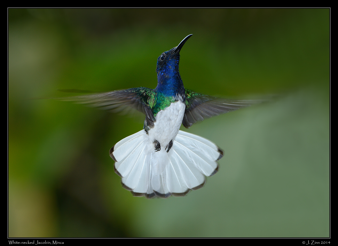 white_necked_jacobin_1191b