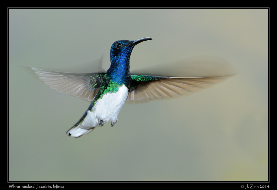 white_necked_jacobin_1273a