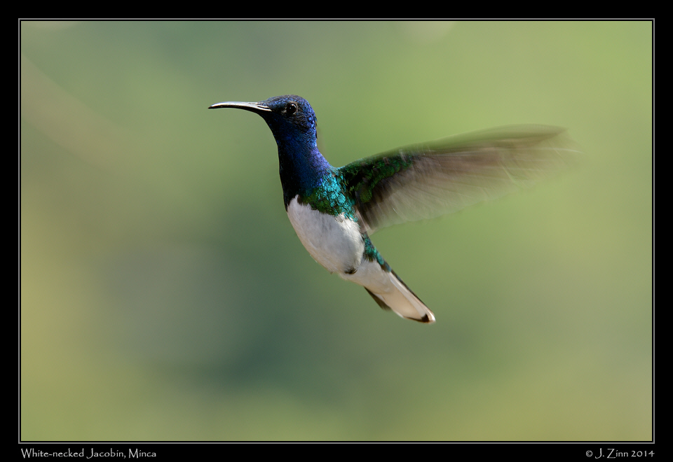 white_necked_jacobin_9806a