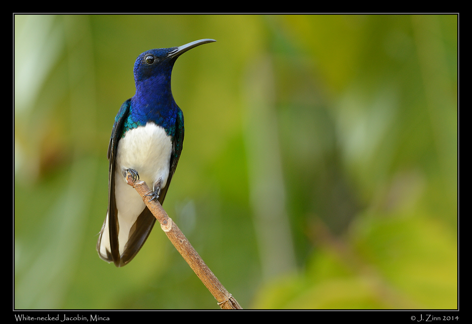 white_necked_jacobin_9819a