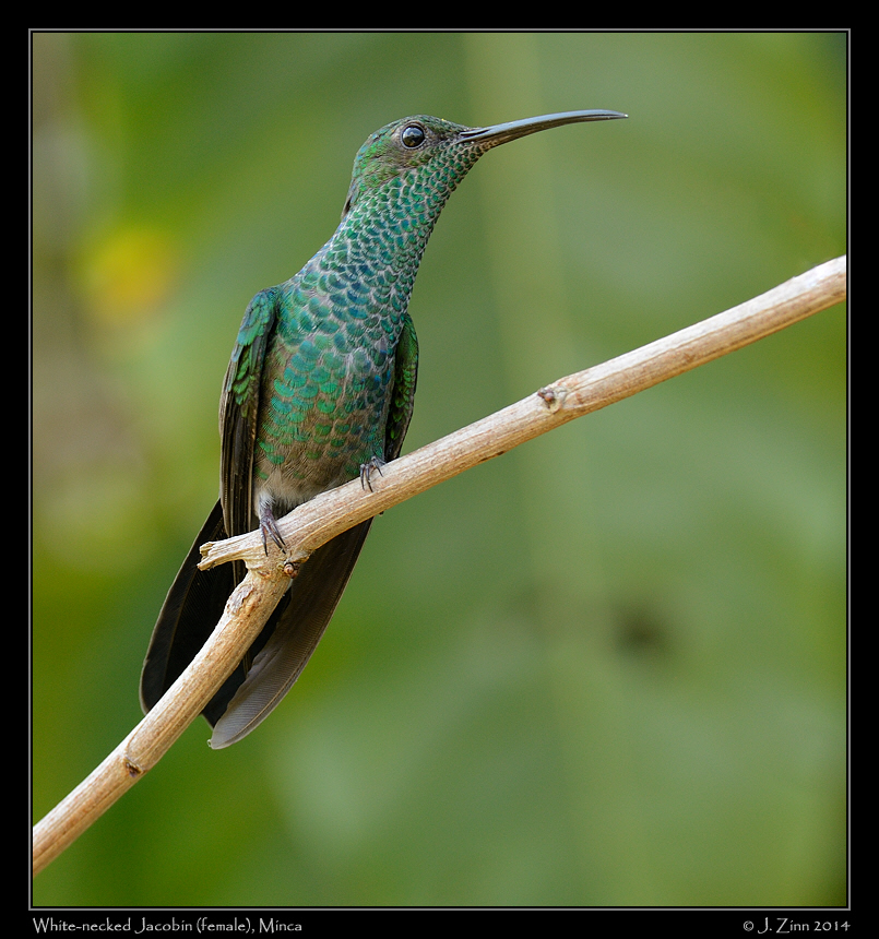 white_necked_jacobin_9829a