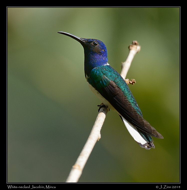 white_necked_jacobin_9848a