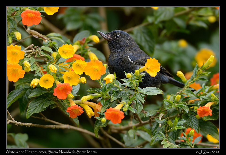 white_sided_flowerpiercer_0599a