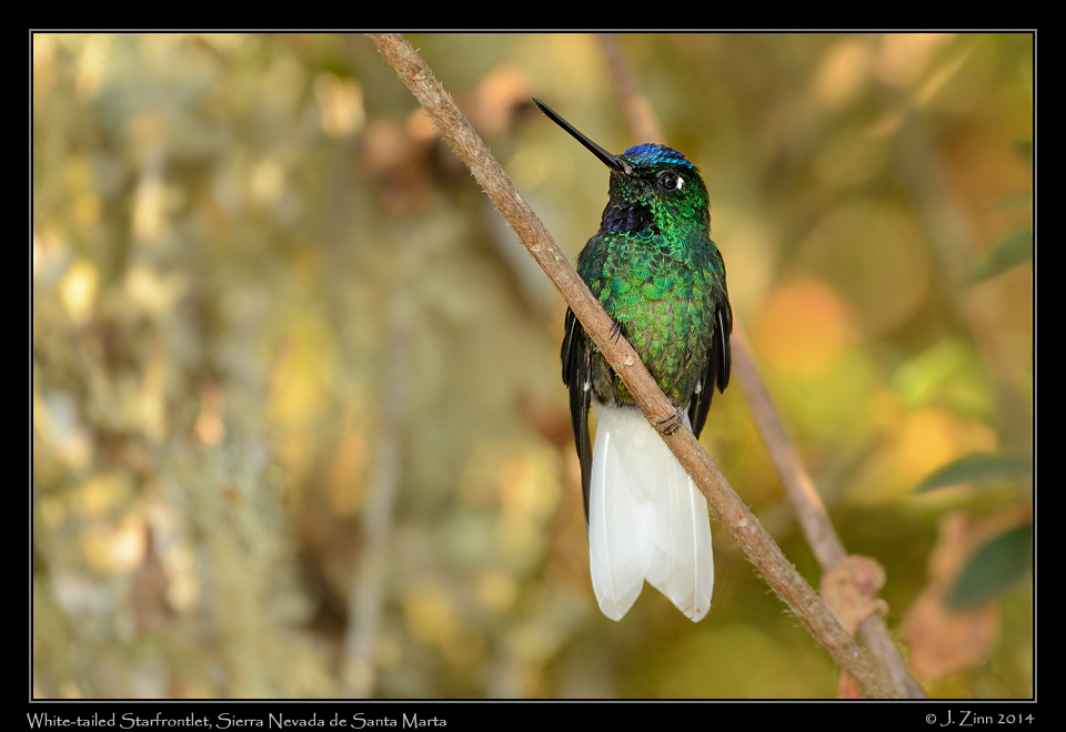 white_tailed_starfrontlet_0186a