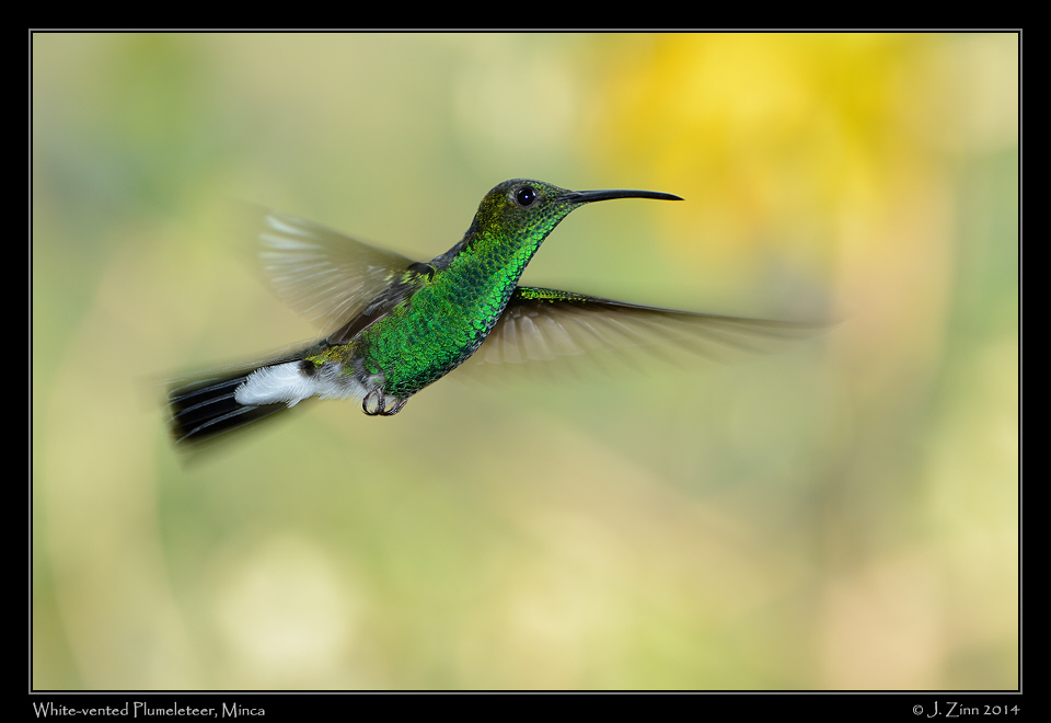 white_vented_plumeteteer_1158a