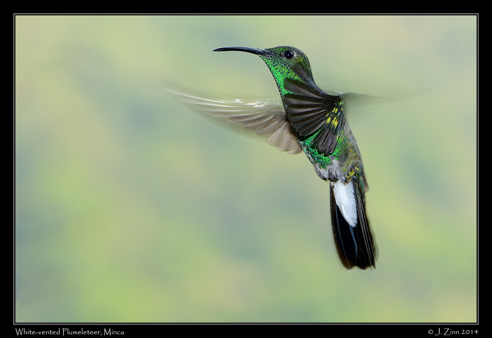 white_vented_plumeteteer_1163a