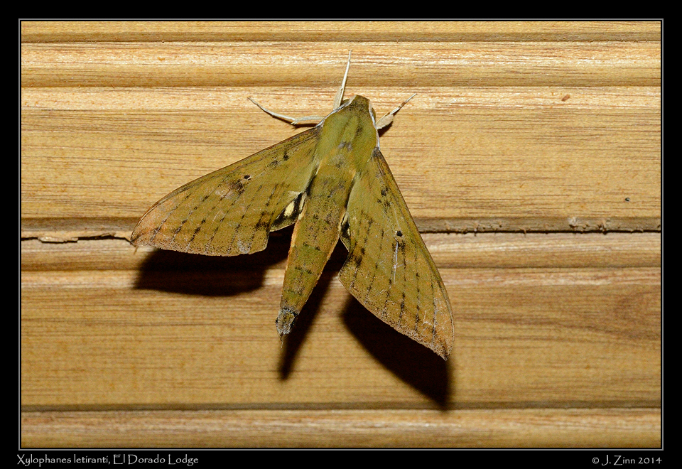 xylophanes_letiranti_0852b