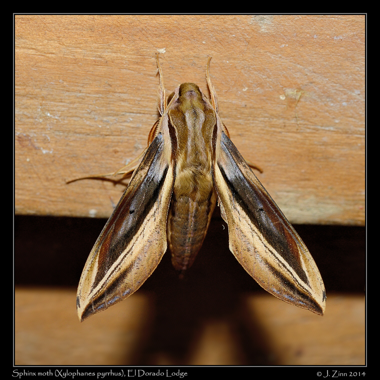 xylophanes_pyrrhus_0847a